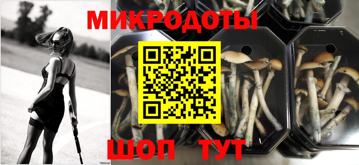 Гай  Псилоцибиновые грибы Psilocybe  Вход с VPN 